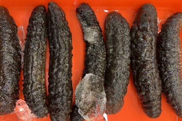 photo: Canadian sea cucumber